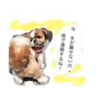 増量！ シーズー犬 のんちゃま（個別スタンプ：17）
