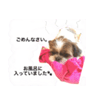 増量！ シーズー犬 のんちゃま（個別スタンプ：18）