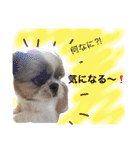 増量！ シーズー犬 のんちゃま（個別スタンプ：19）
