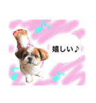 増量！ シーズー犬 のんちゃま（個別スタンプ：20）
