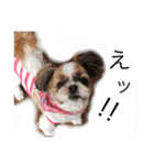 増量！ シーズー犬 のんちゃま（個別スタンプ：21）