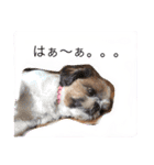 増量！ シーズー犬 のんちゃま（個別スタンプ：22）
