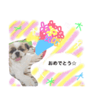 増量！ シーズー犬 のんちゃま（個別スタンプ：23）