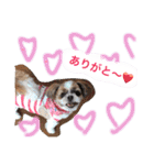 増量！ シーズー犬 のんちゃま（個別スタンプ：24）