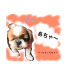 増量！ シーズー犬 のんちゃま（個別スタンプ：26）