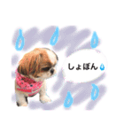 増量！ シーズー犬 のんちゃま（個別スタンプ：27）