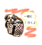 増量！ シーズー犬 のんちゃま（個別スタンプ：29）