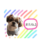 増量！ シーズー犬 のんちゃま（個別スタンプ：30）