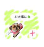 増量！ シーズー犬 のんちゃま（個別スタンプ：31）