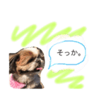 増量！ シーズー犬 のんちゃま（個別スタンプ：32）