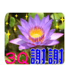 Flowers -3 lotus [Chinese version]（個別スタンプ：1）