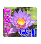 Flowers -3 lotus [Chinese version]（個別スタンプ：2）
