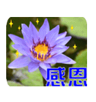 Flowers -3 lotus [Chinese version]（個別スタンプ：3）