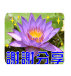 Flowers -3 lotus [Chinese version]（個別スタンプ：4）