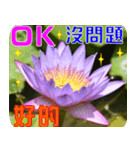 Flowers -3 lotus [Chinese version]（個別スタンプ：5）
