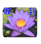 Flowers -3 lotus [Chinese version]（個別スタンプ：6）