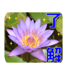 Flowers -3 lotus [Chinese version]（個別スタンプ：7）