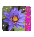 Flowers -3 lotus [Chinese version]（個別スタンプ：8）