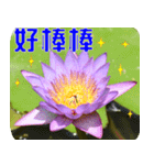 Flowers -3 lotus [Chinese version]（個別スタンプ：10）