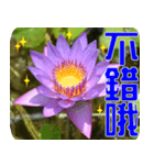 Flowers -3 lotus [Chinese version]（個別スタンプ：11）