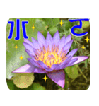 Flowers -3 lotus [Chinese version]（個別スタンプ：12）