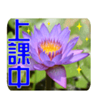 Flowers -3 lotus [Chinese version]（個別スタンプ：13）