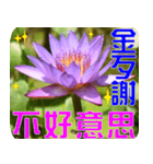 Flowers -3 lotus [Chinese version]（個別スタンプ：15）