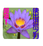 Flowers -3 lotus [Chinese version]（個別スタンプ：16）