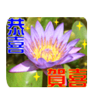 Flowers -3 lotus [Chinese version]（個別スタンプ：17）