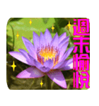 Flowers -3 lotus [Chinese version]（個別スタンプ：18）
