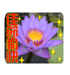 Flowers -3 lotus [Chinese version]（個別スタンプ：20）