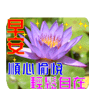 Flowers -3 lotus [Chinese version]（個別スタンプ：21）