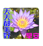 Flowers -3 lotus [Chinese version]（個別スタンプ：22）