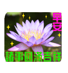Flowers -3 lotus [Chinese version]（個別スタンプ：23）