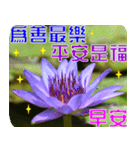 Flowers -3 lotus [Chinese version]（個別スタンプ：24）