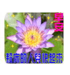 Flowers -3 lotus [Chinese version]（個別スタンプ：28）
