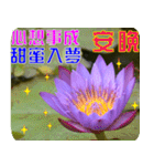 Flowers -3 lotus [Chinese version]（個別スタンプ：33）