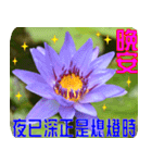 Flowers -3 lotus [Chinese version]（個別スタンプ：34）