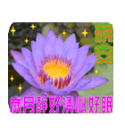 Flowers -3 lotus [Chinese version]（個別スタンプ：35）