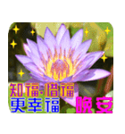 Flowers -3 lotus [Chinese version]（個別スタンプ：36）