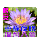 Flowers -3 lotus [Chinese version]（個別スタンプ：37）
