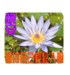 Flowers -3 lotus [Chinese version]（個別スタンプ：38）