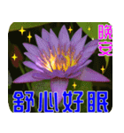Flowers -3 lotus [Chinese version]（個別スタンプ：39）