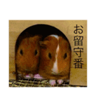 モルモット.（個別スタンプ：7）
