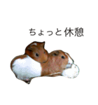 モルモット.（個別スタンプ：10）