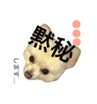 シロより愛をこめて（個別スタンプ：4）