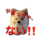 シロより愛をこめて（個別スタンプ：5）