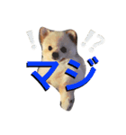 シロより愛をこめて（個別スタンプ：8）