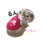 うさとりいぬぬ（個別スタンプ：6）