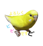 うさとりいぬぬ（個別スタンプ：11）